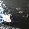 Білий лебідь