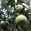 Яблука дозрівають