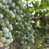 виноград