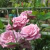 Рожеві троянди