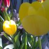 Тюльпани