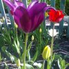 Тюльпани на грядці