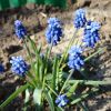 Садові квіти. Фото і назва